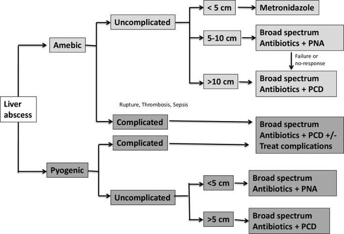 Liver Abscess algorithm