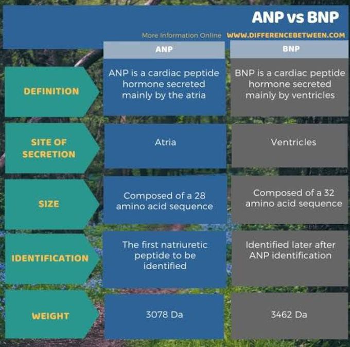 ANP Vs BNP