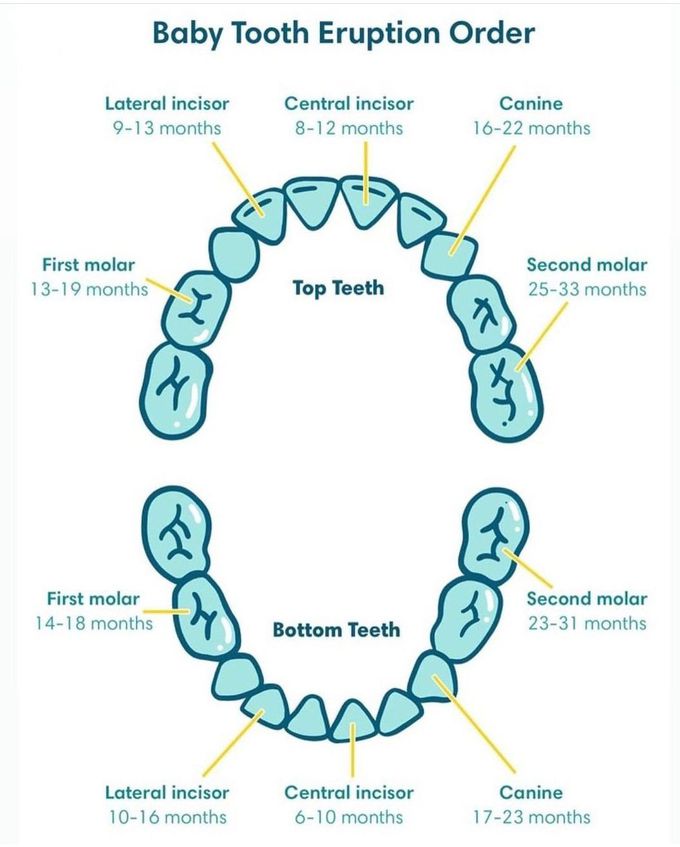 Deciduous Teeth