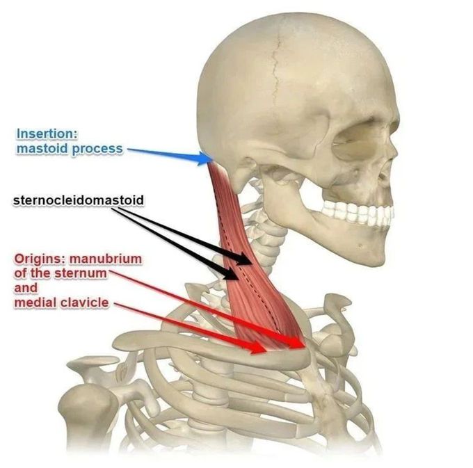 Sternocleidomastoid Muscle