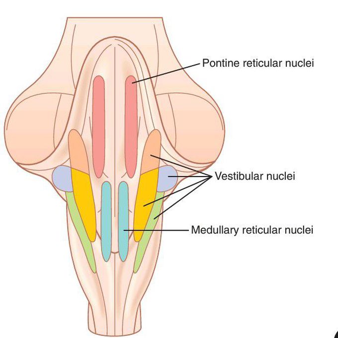 Reticular and vestibular nuclei