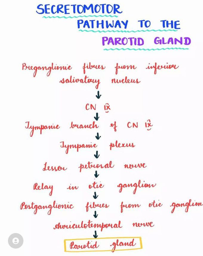 Secretomotor pathway to parotid gland