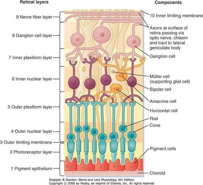 Layers of retina