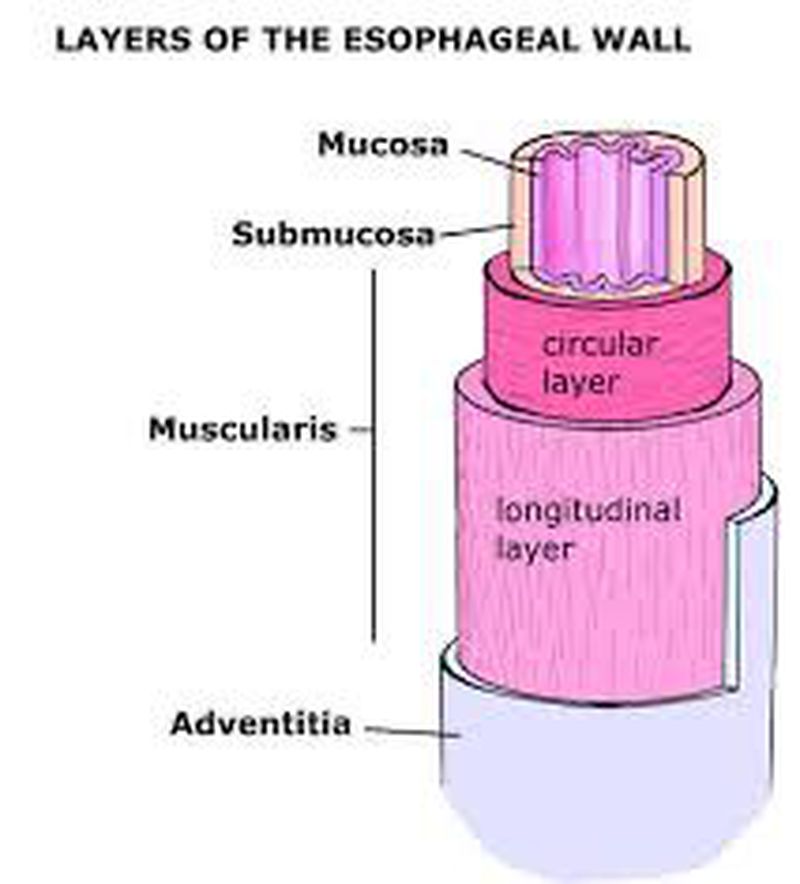 Адвентиция это. Адвентиция рисунок. Адвентиция легких. Esophagus layers Anatomy.