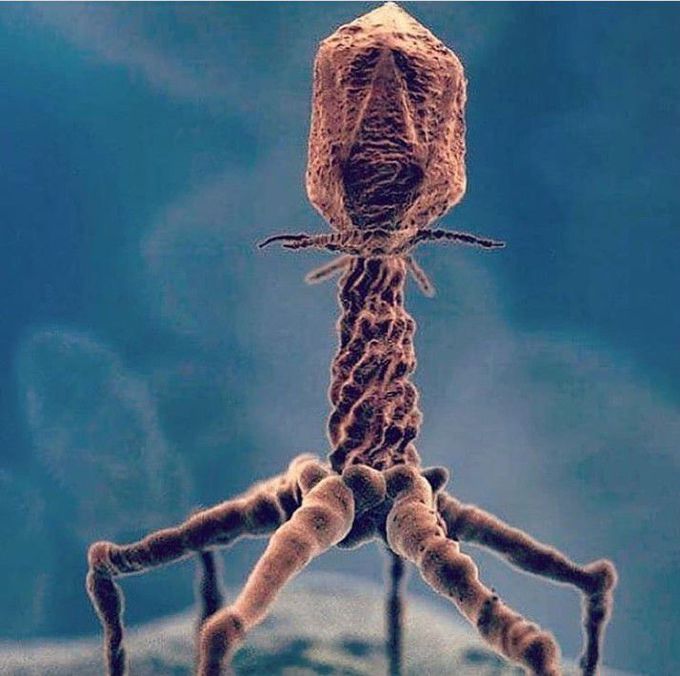 Real image of a bacteriophage , taken with an electron microscope .