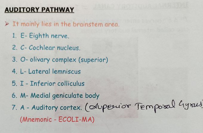 Auditory pathway