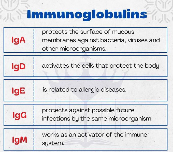 Immunoglobulins