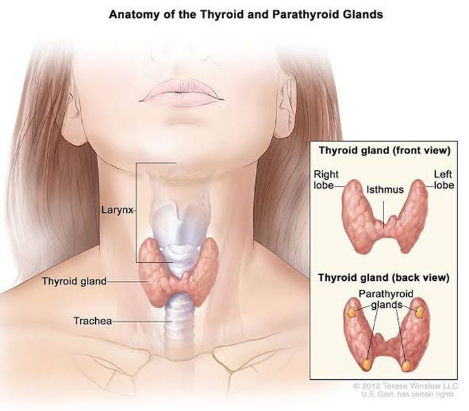 Anatomy of thyroid and parathyroid gland