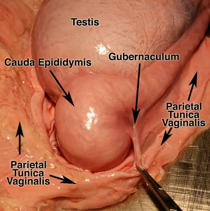 Gubernaculum