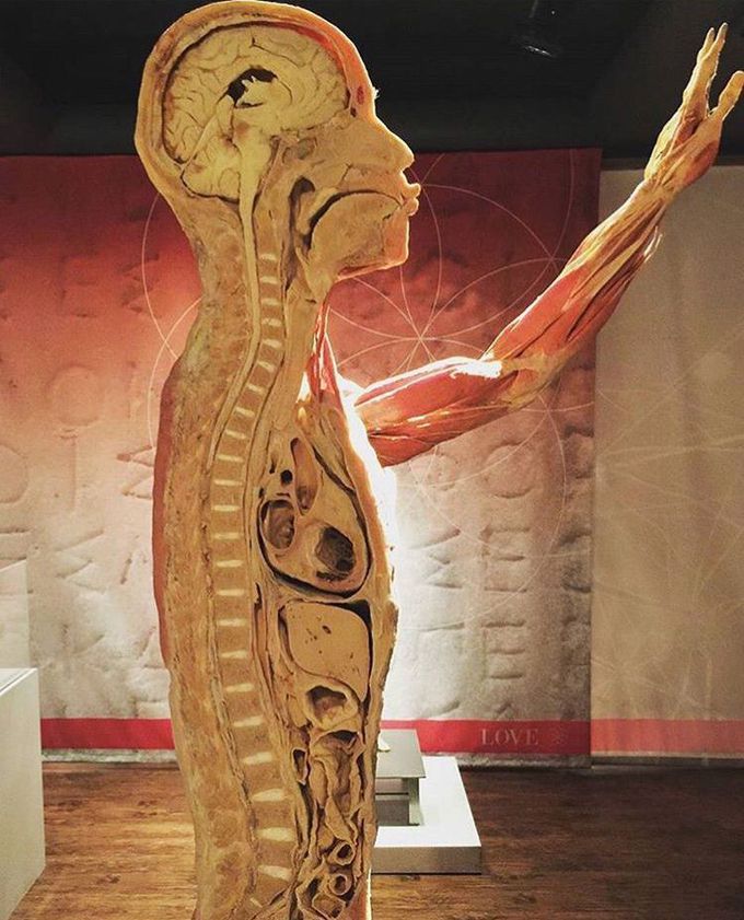 Sagital section of human body