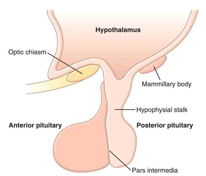 Pituitary gland