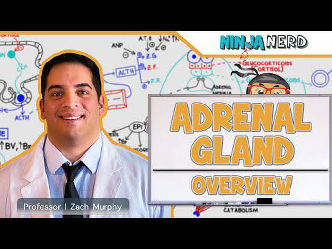 Adrenal gland- Overview