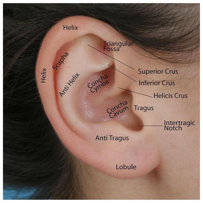 Anatomy of the outside of the ear.