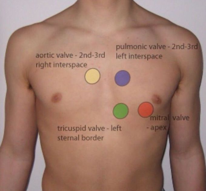 Auscultation area