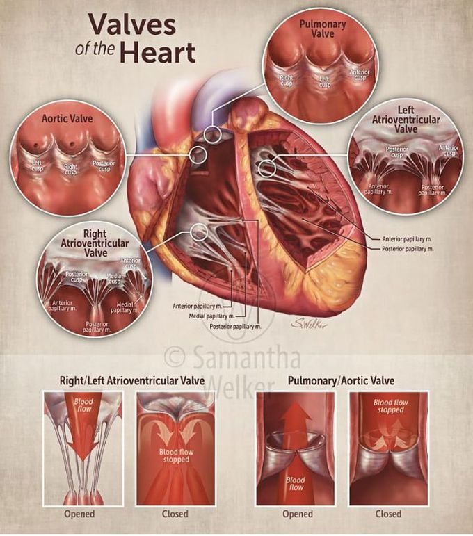 Valve of heart