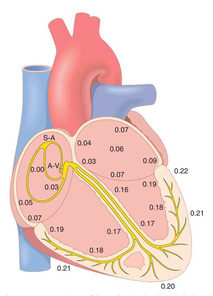 Cardiac impulses