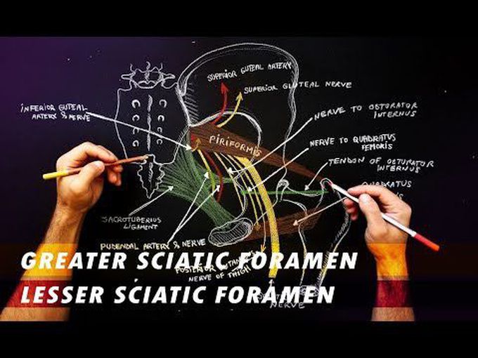 Greater and Lesser Sciatic Foramina
