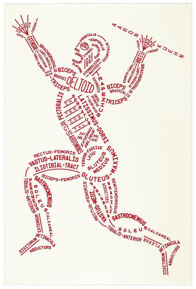 Muscular system