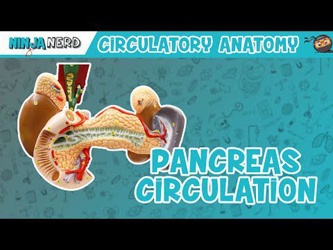 Blood Supply of Pancreas