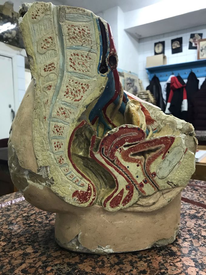 Scale model female pelvis