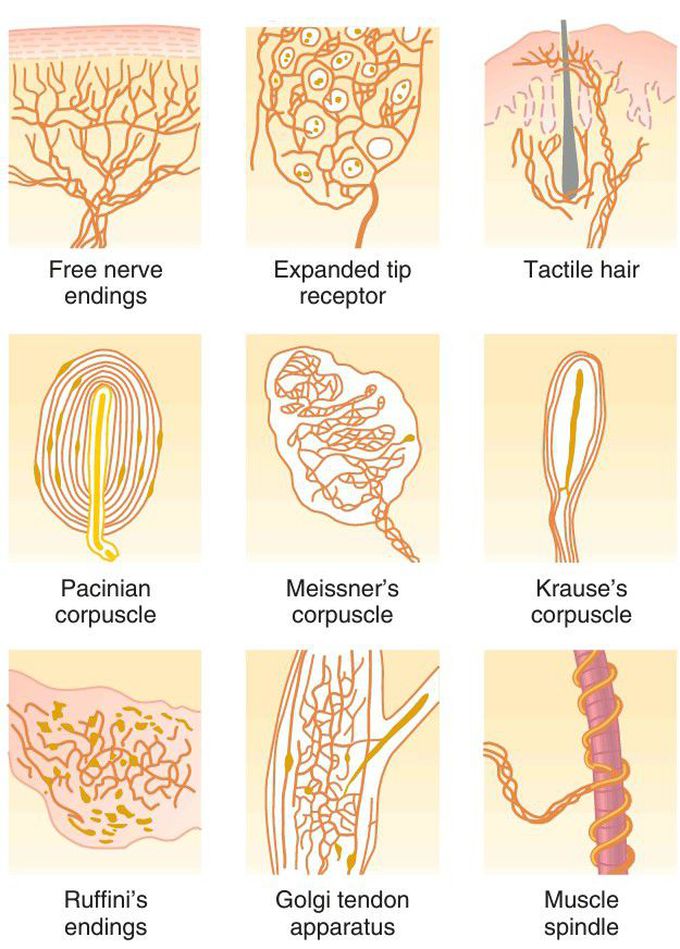 Sensory nerve endings