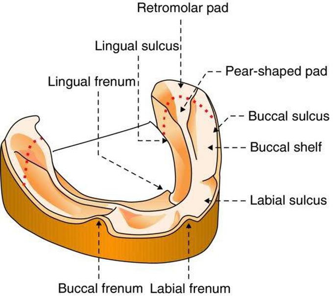 Primary denture bearing areas of mandible