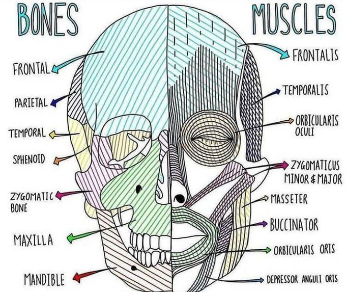 Facial anatomy