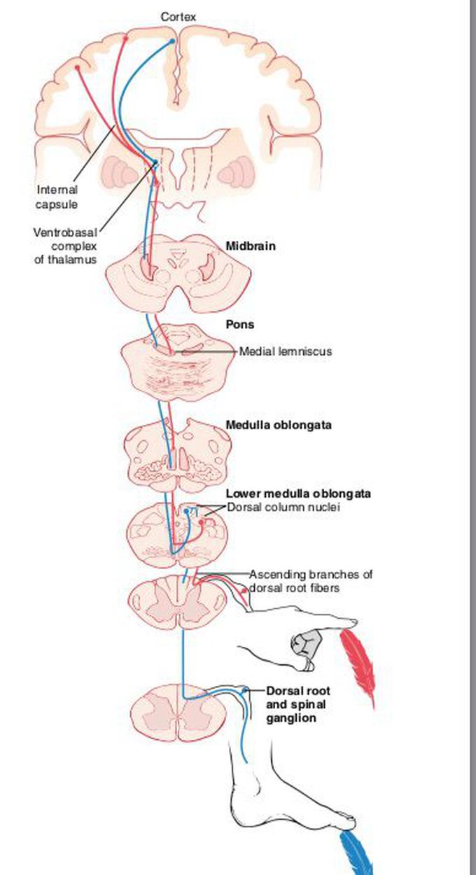 medial lemniscus spinal cord