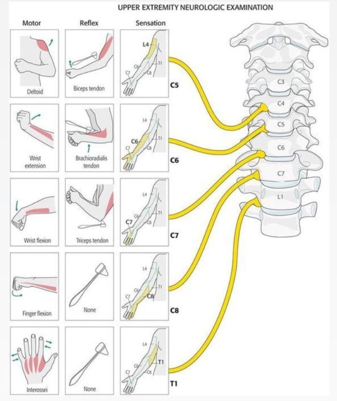 Upper Extremity Examination