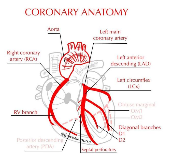 Coronary Anatomy