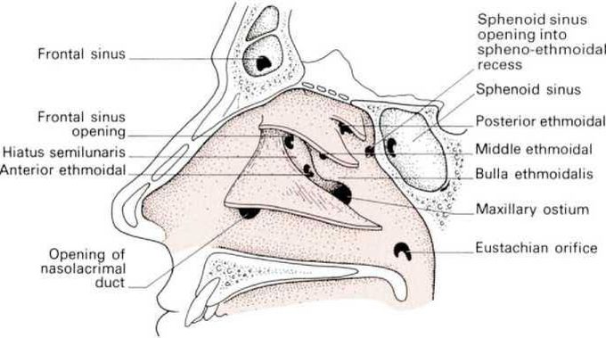 Openings in the nasal cavity