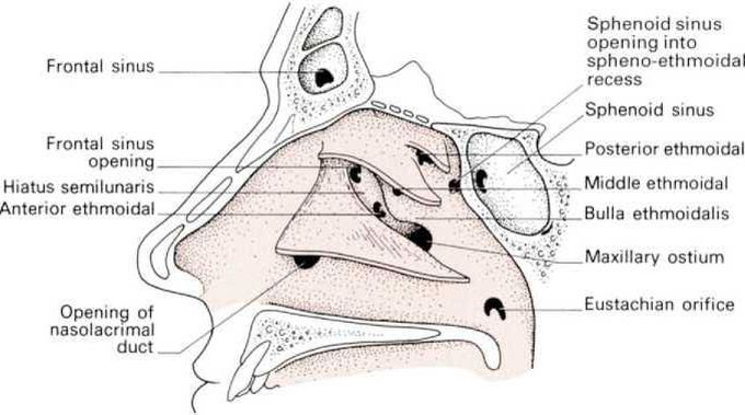 Openings in the nasal cavity - MEDizzy