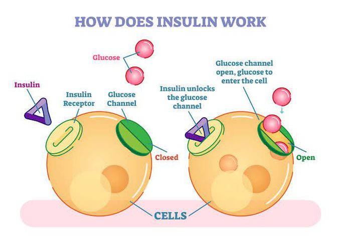 How insulin work