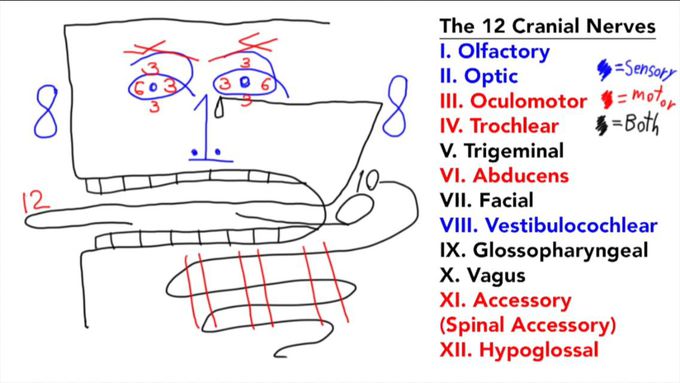 the 12 cranial nerves