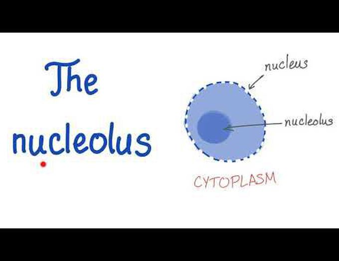 Nucleolus
