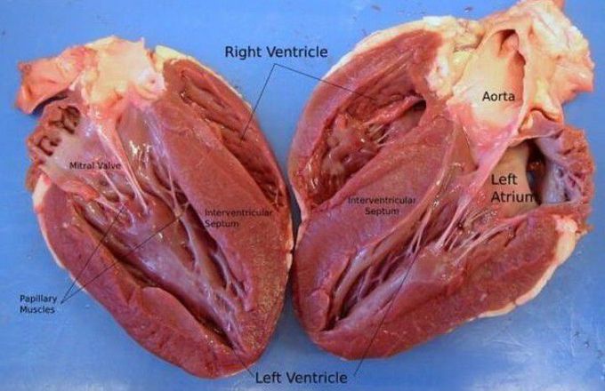 HEART