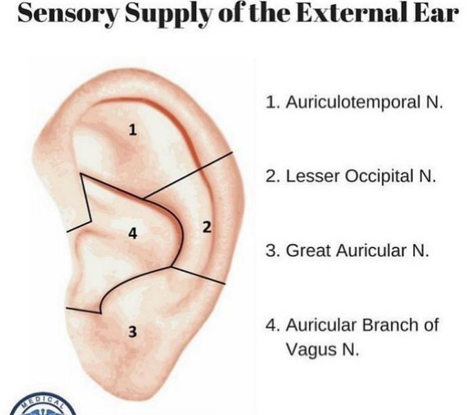 Ears nerve supply