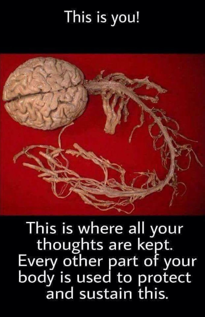 Just imagine it , we study medicine to protect this just this part