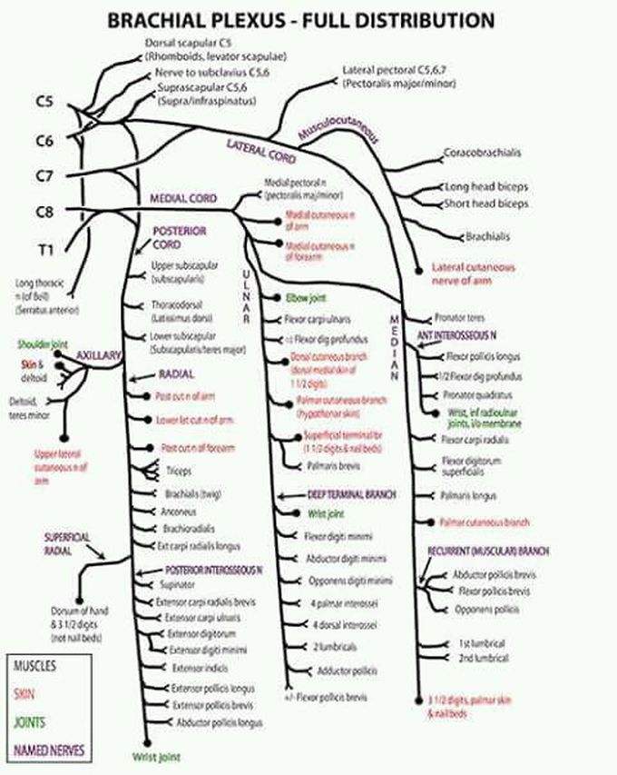 Brachial plexus