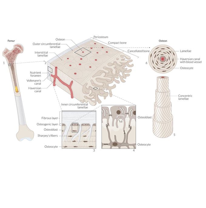 Structure of Bone Biology Diagrams