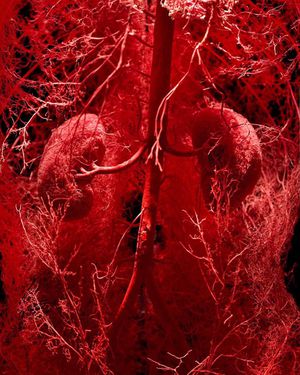 The vascular system of a human body. Truly amazing! - MEDizzy