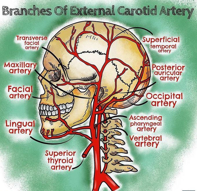 Branches of external carotid artery