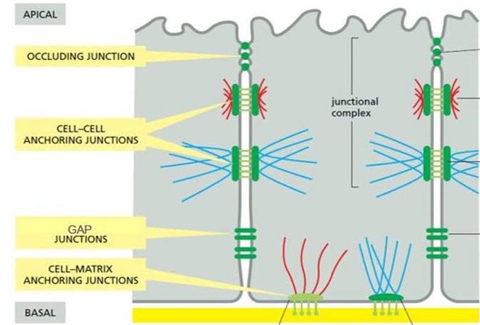 Epithelial Cell Junction