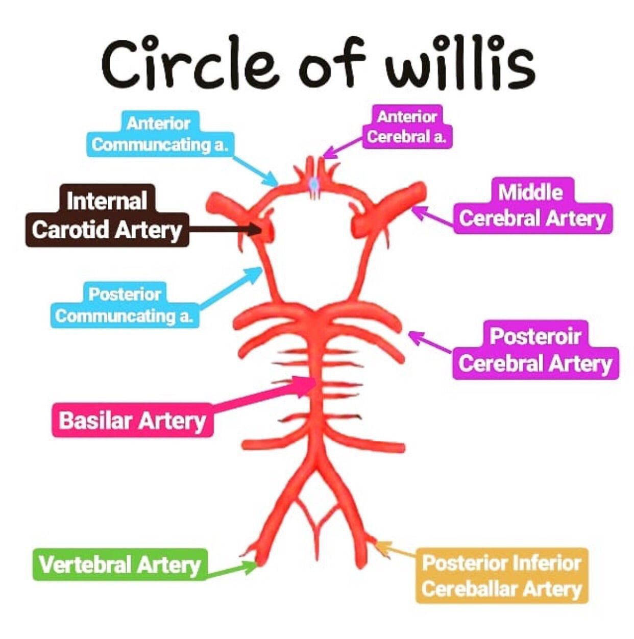 Circle Of Willis Simplified