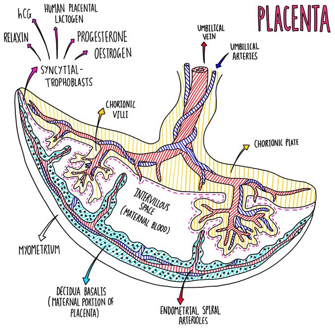 The placenta