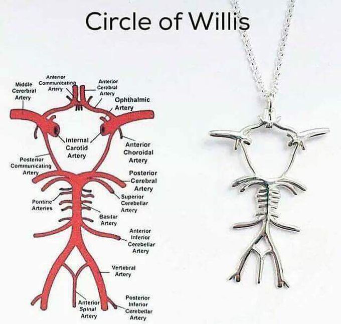 CIRCLE OF WILLIS
