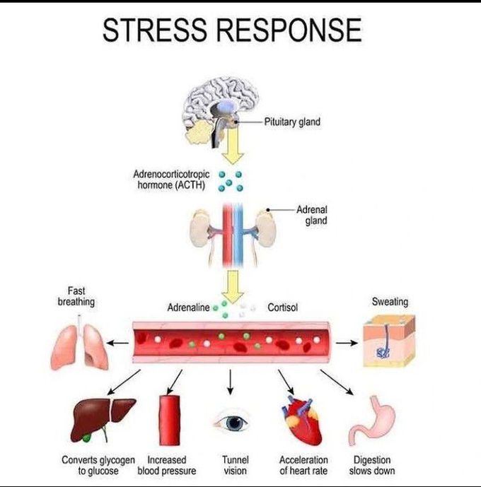 Stress response