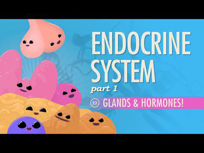 Glands and hormones-1