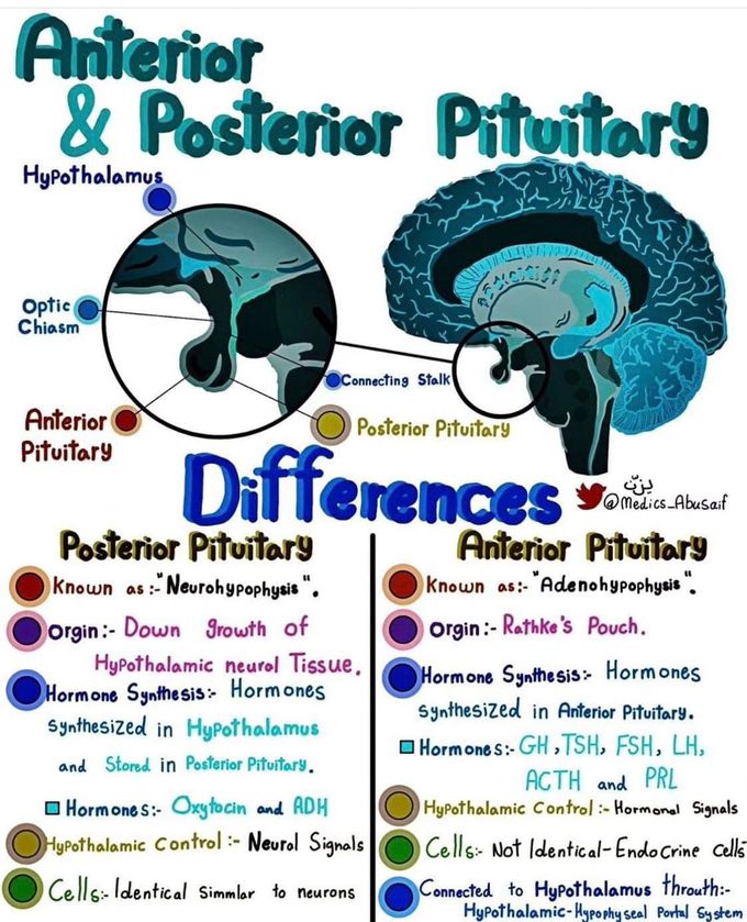 pituitary gland