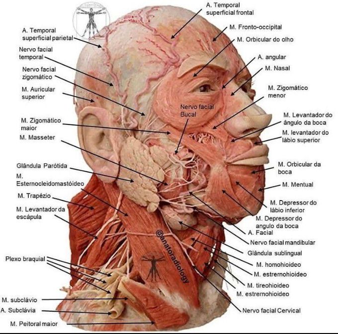 Facial muscles anatomy